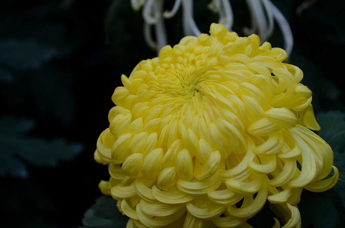 北海公园菊展--------菊 花