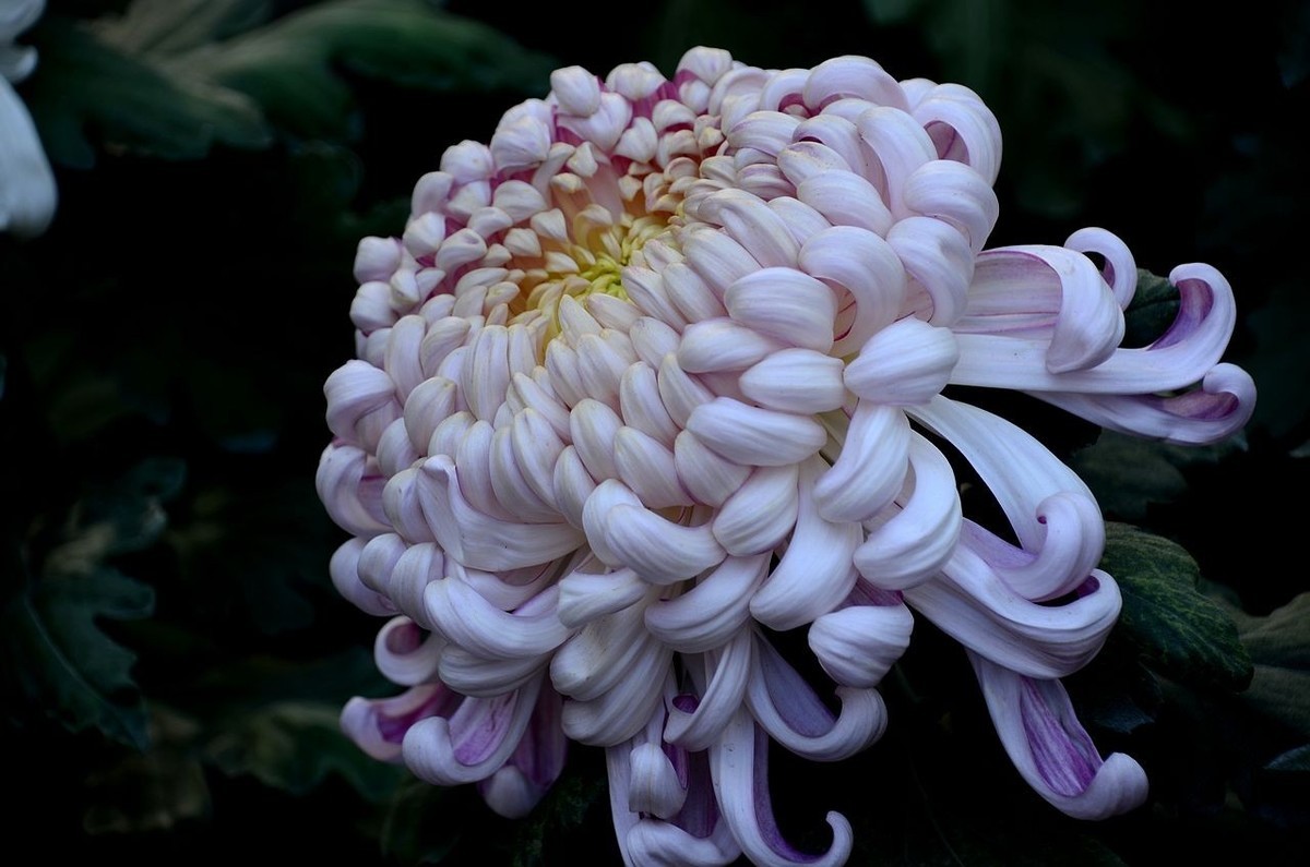 北海公园菊展--------菊 花