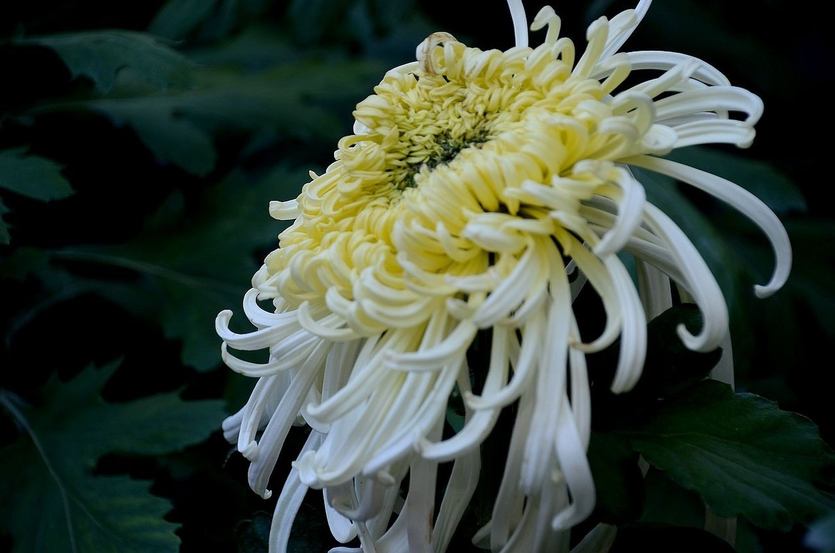 北海公园菊展--------菊 花