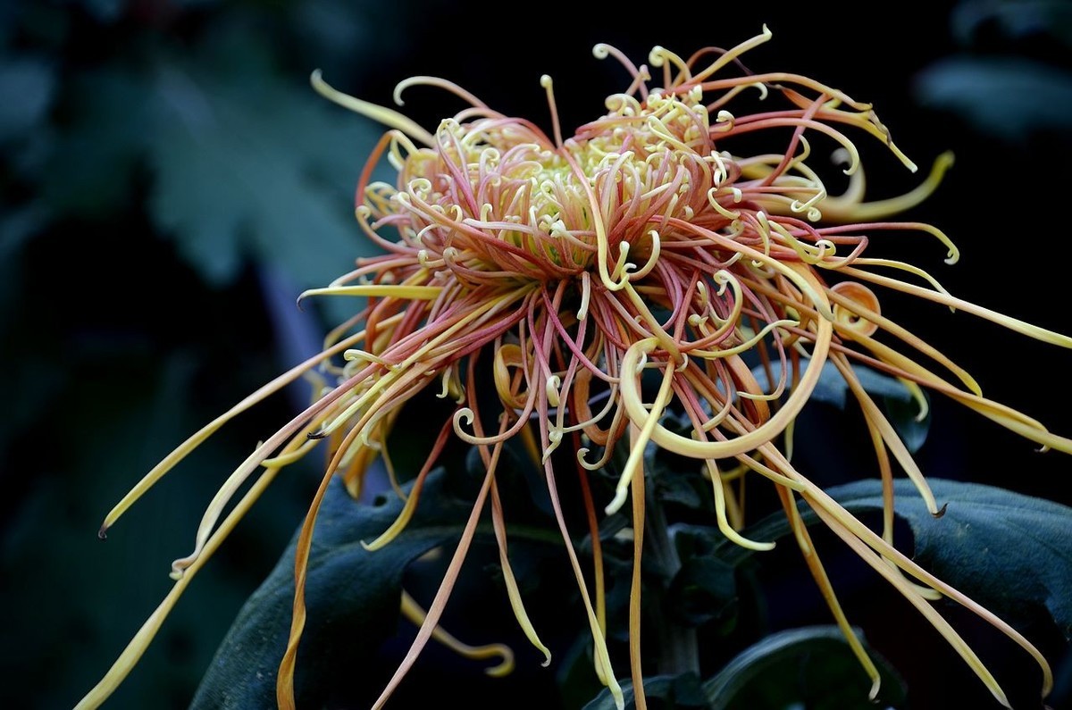 北海公园菊展--------菊 花