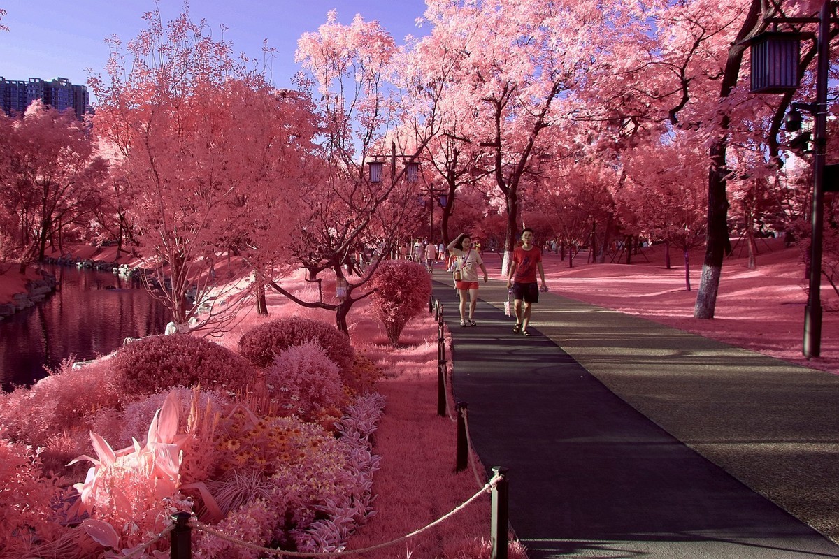 西安兴庆公园小景（530nm滤镜初试）