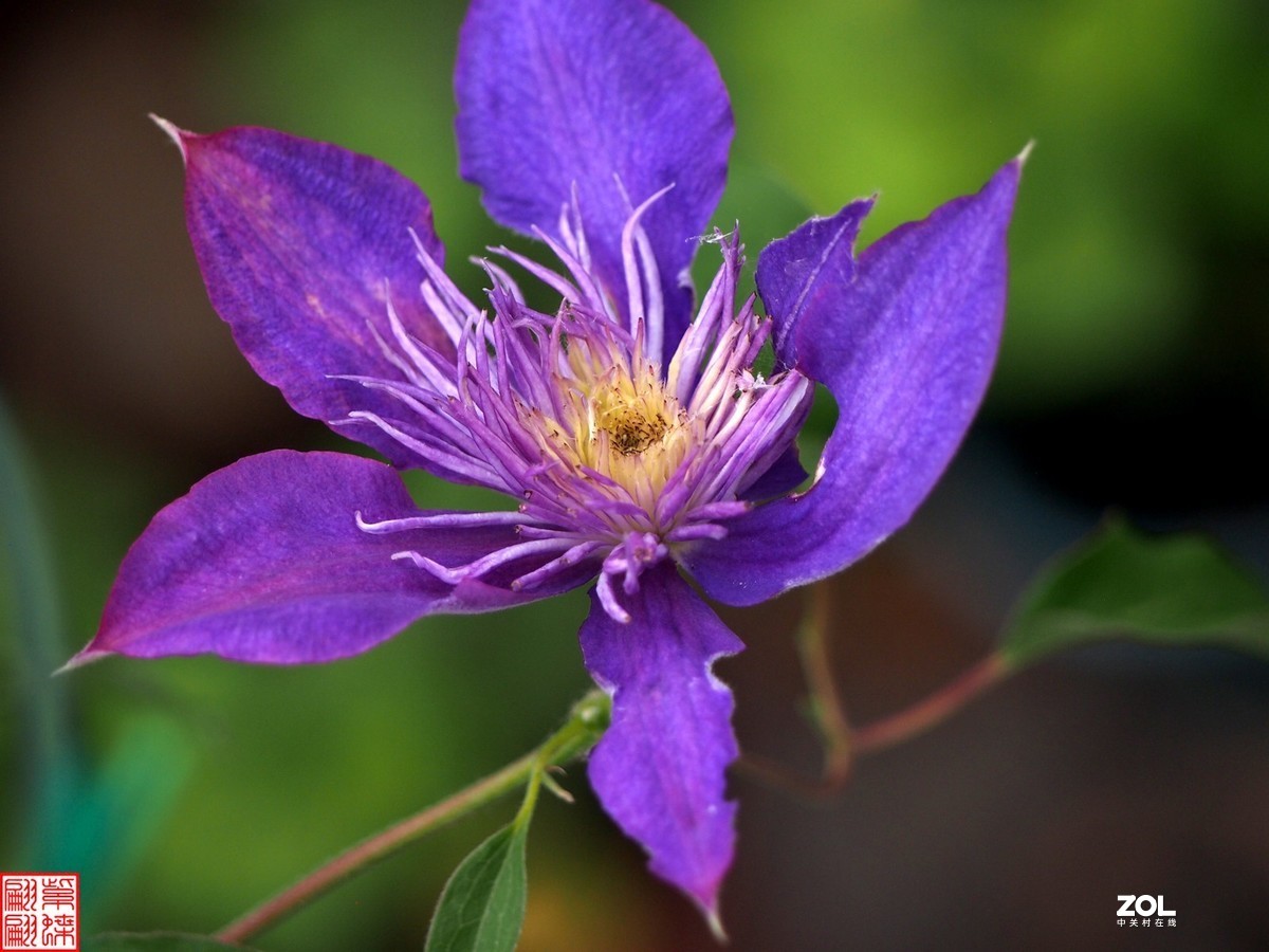 铁线莲开花轮番拍(1) 第2页-中关村在线摄影论坛