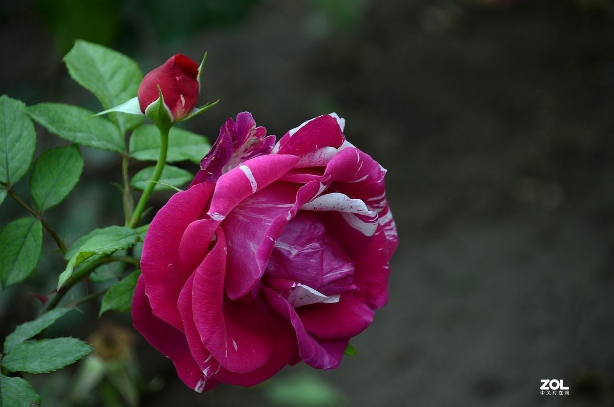 双 色 月 季 花---------。