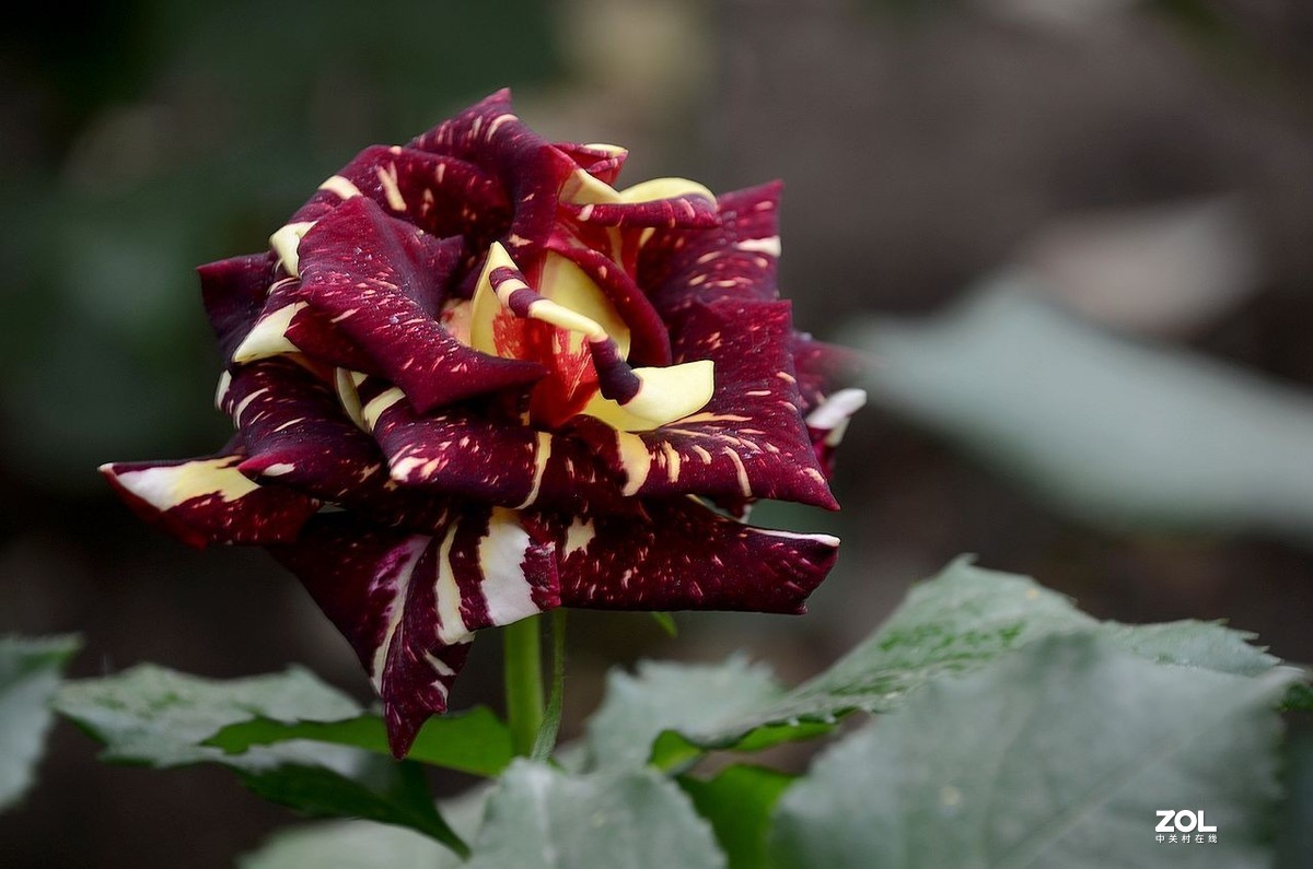 双 色 月 季 花---------。