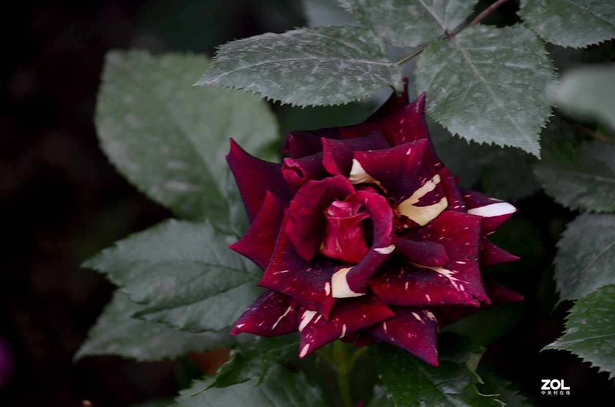 双 色 月 季 花---------。