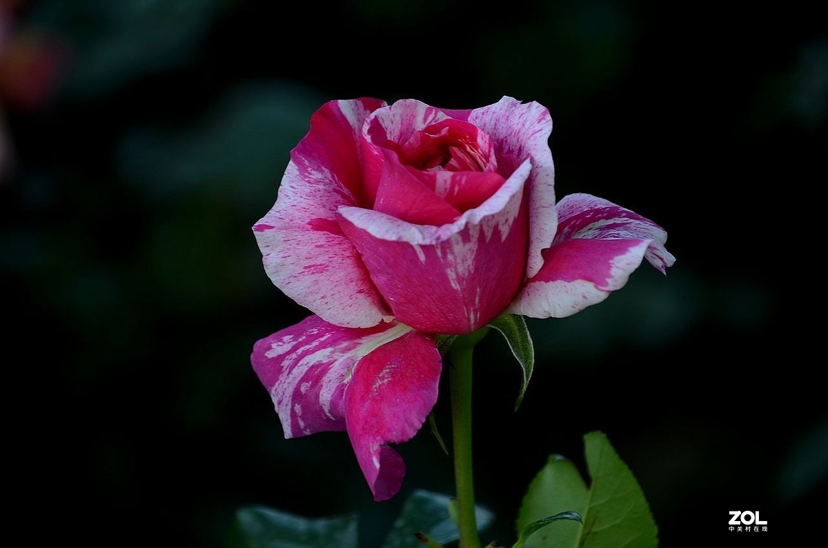 双 色 月 季 花---------。