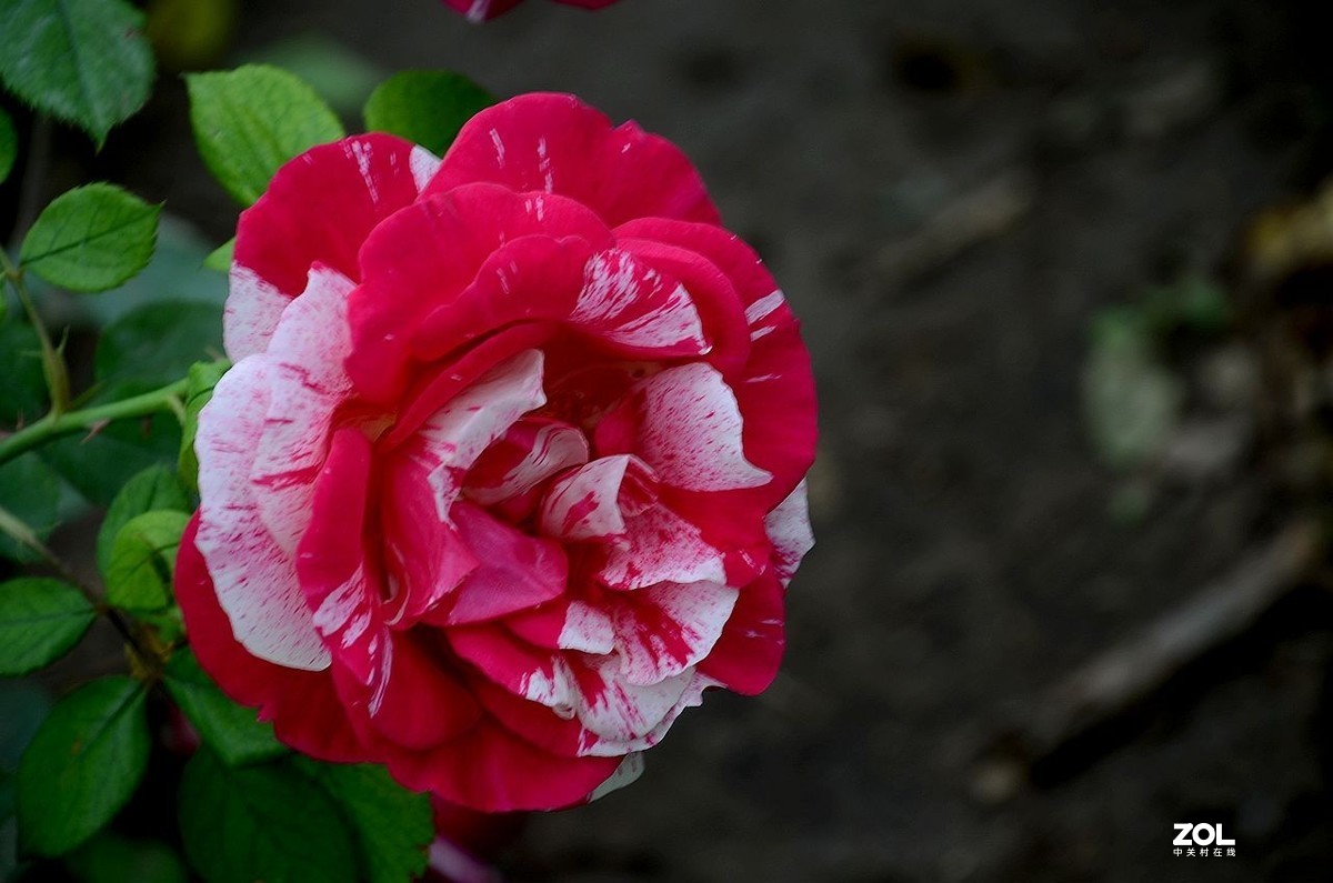 双 色 月 季 花---------。