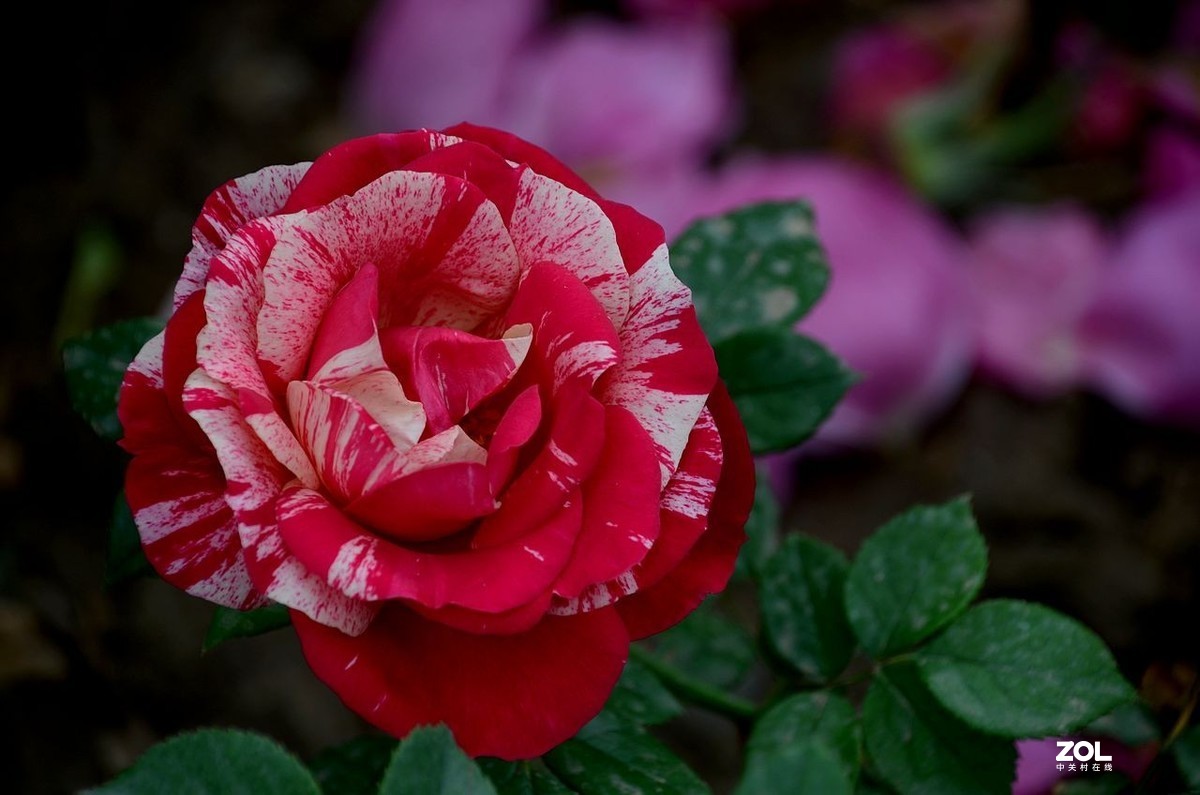 双 色 月 季 花---------。