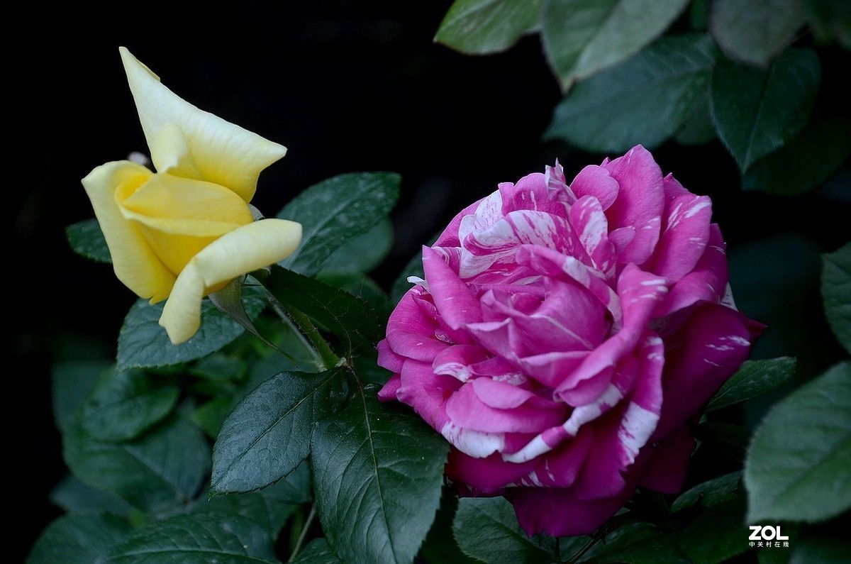 双 色 月 季 花---------。