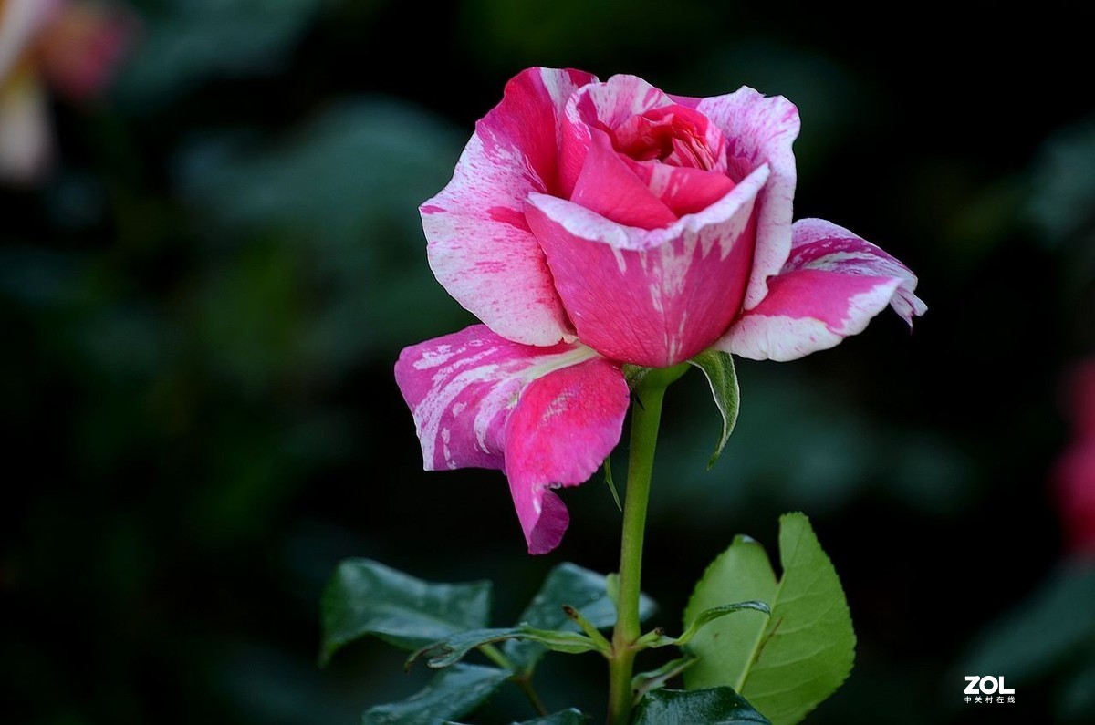 双 色 月 季 花---------。