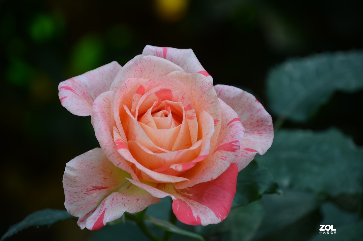 双 色 月 季 花---------。