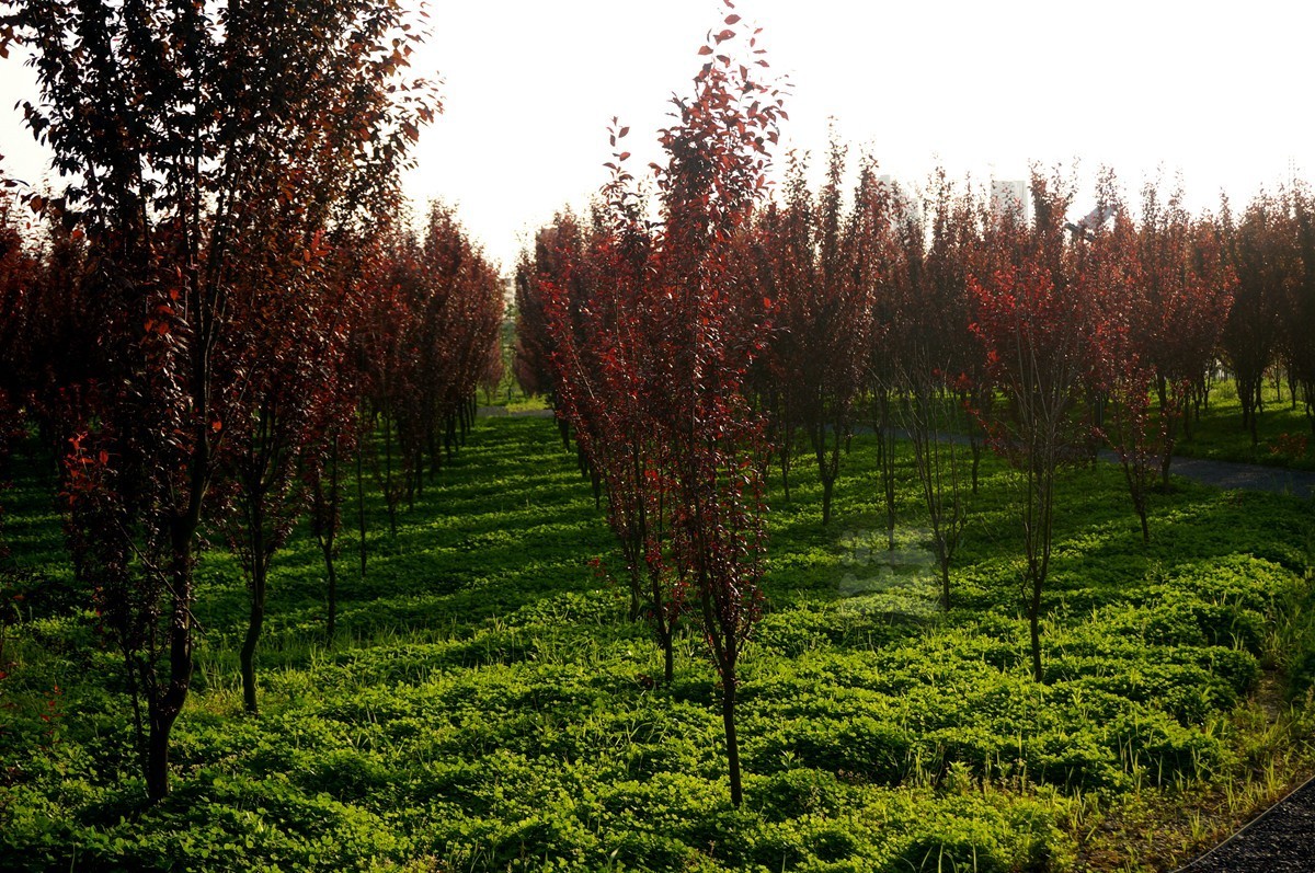 【家乡美】黄塘湖畔艳阳春——武汉随笔