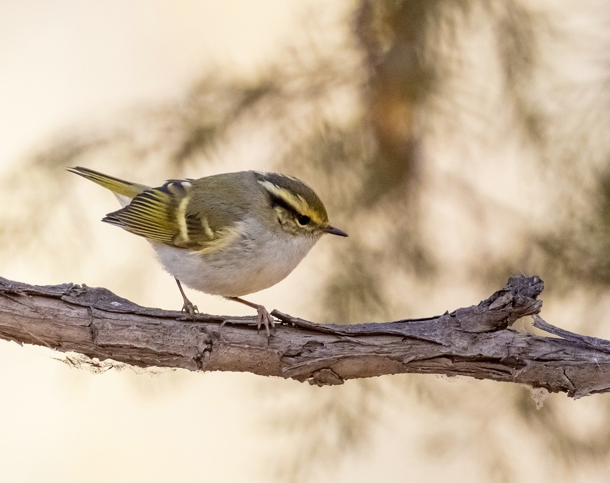 短暂停留的《黄腰柳莺》