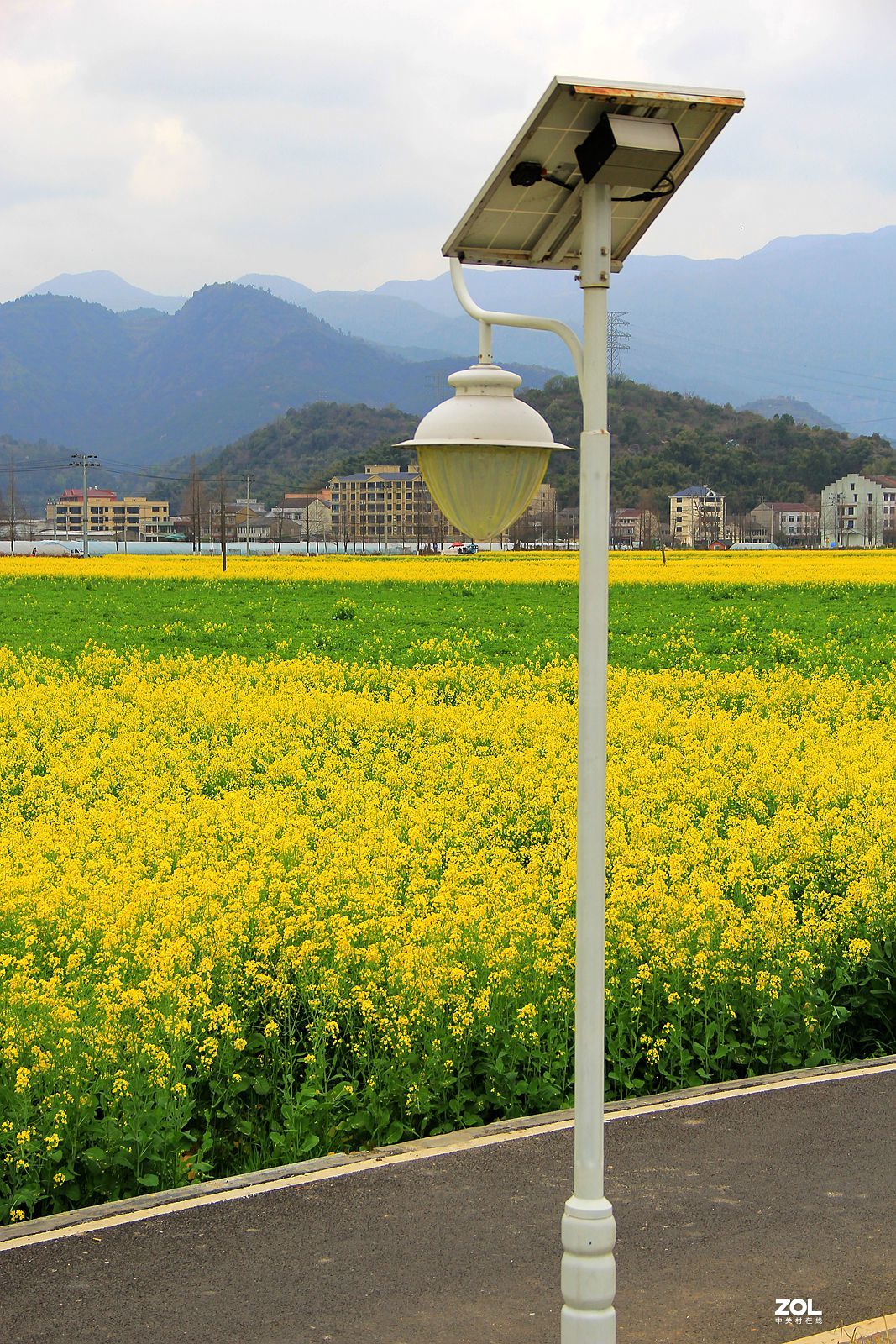 桐浦油菜花基地3