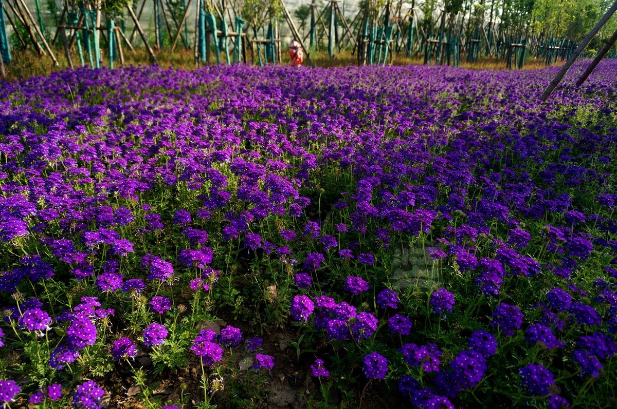 【家乡美】黄塘湖畔艳阳春——武汉随笔