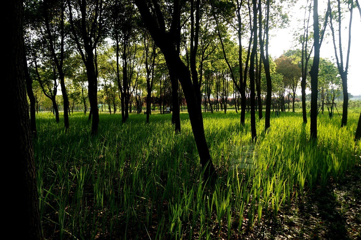 【家乡美】黄塘湖畔艳阳春——武汉随笔