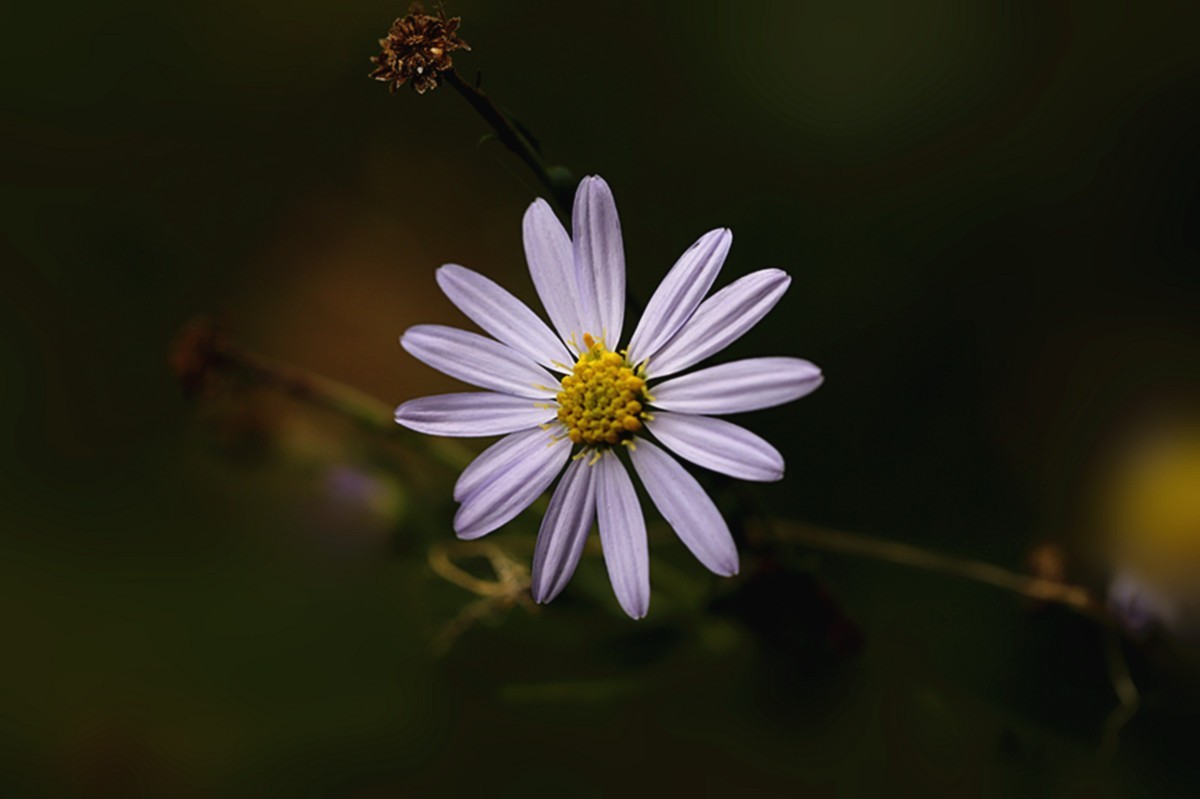狗娃不择地，遍地开艳花