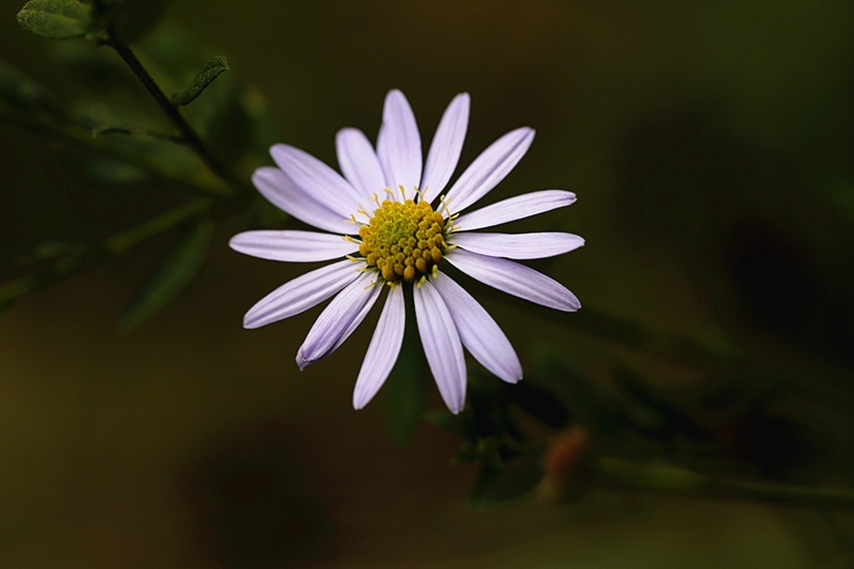 狗娃不择地，遍地开艳花