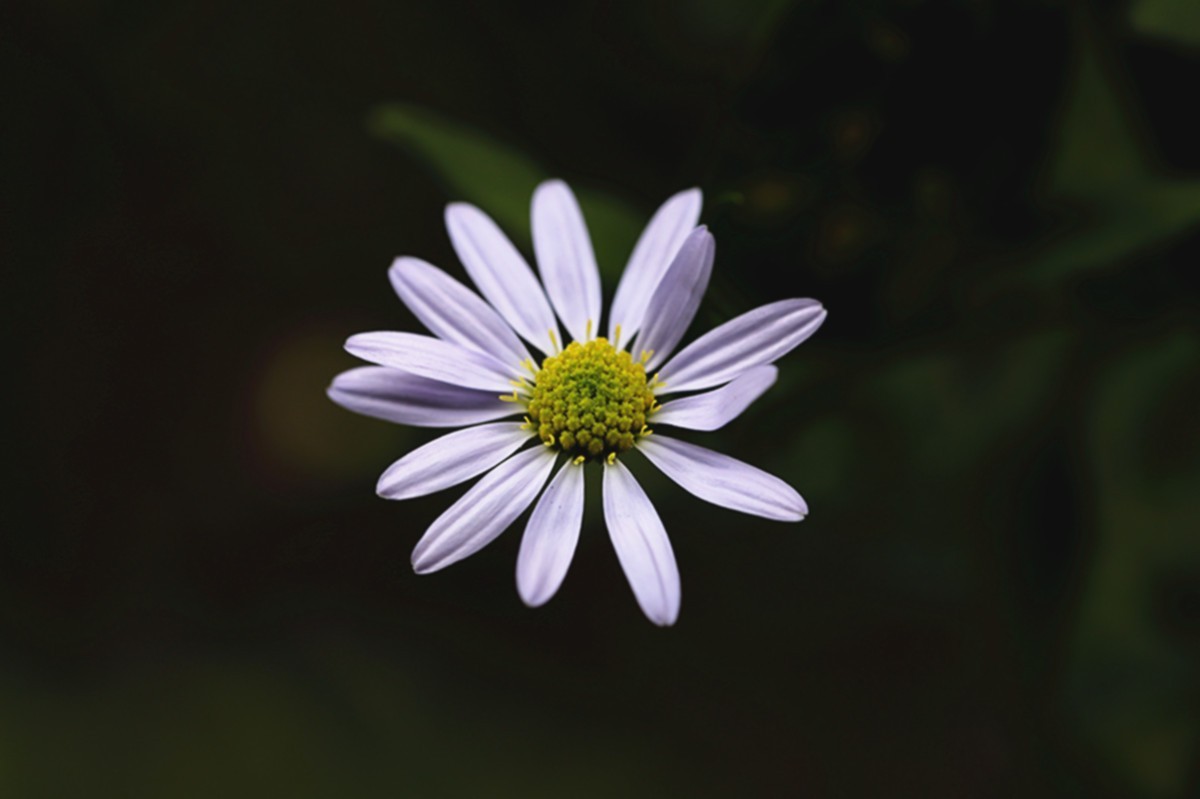 狗娃不择地，遍地开艳花