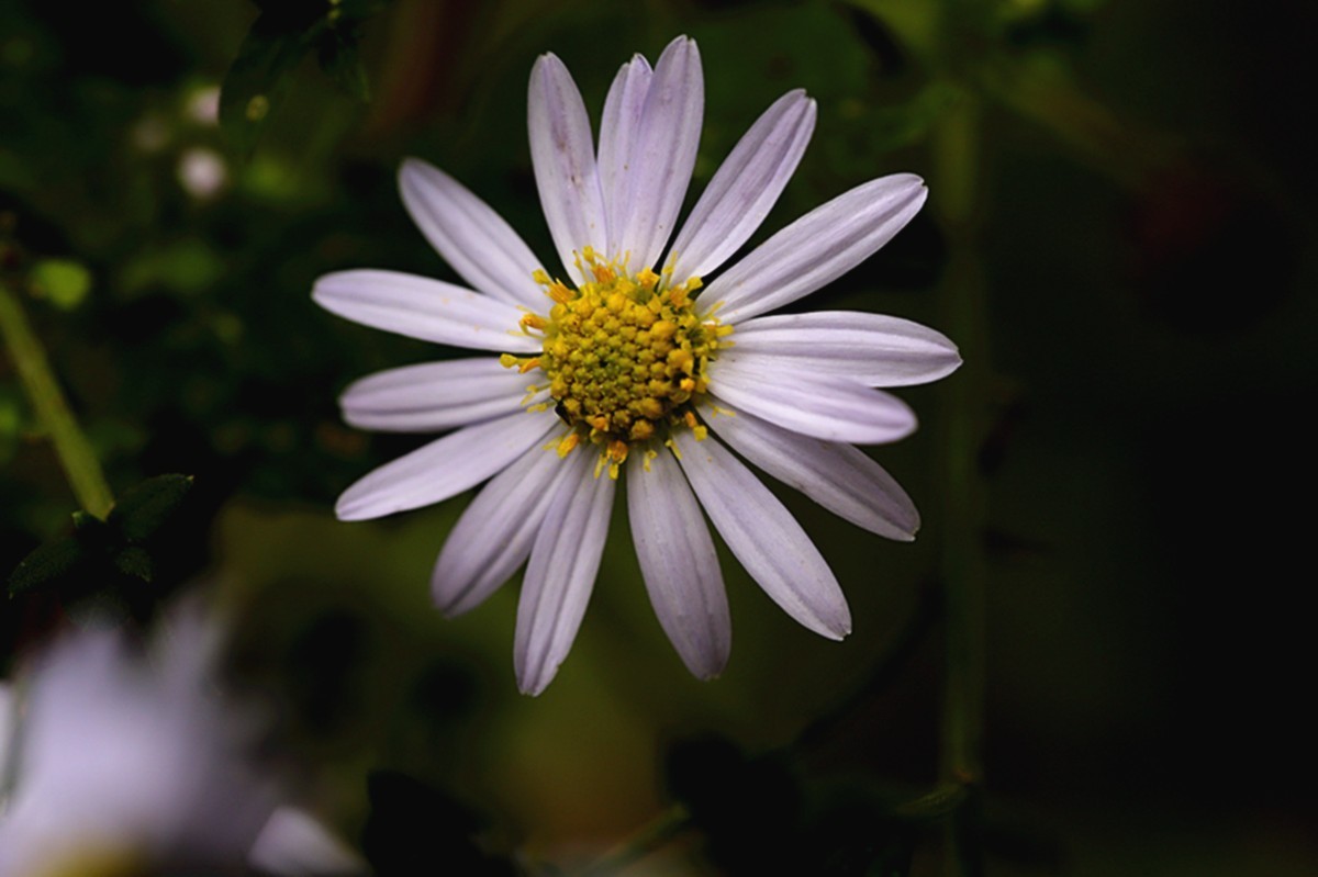 狗娃不择地，遍地开艳花