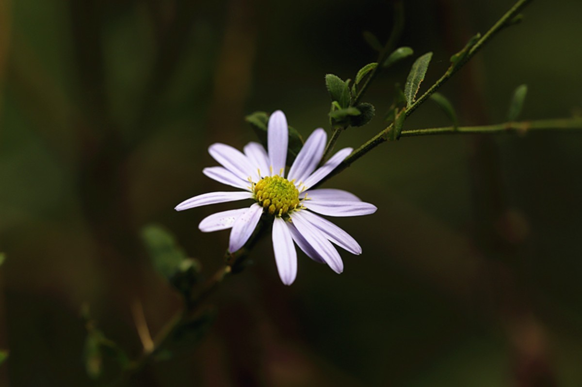 狗娃不择地，遍地开艳花