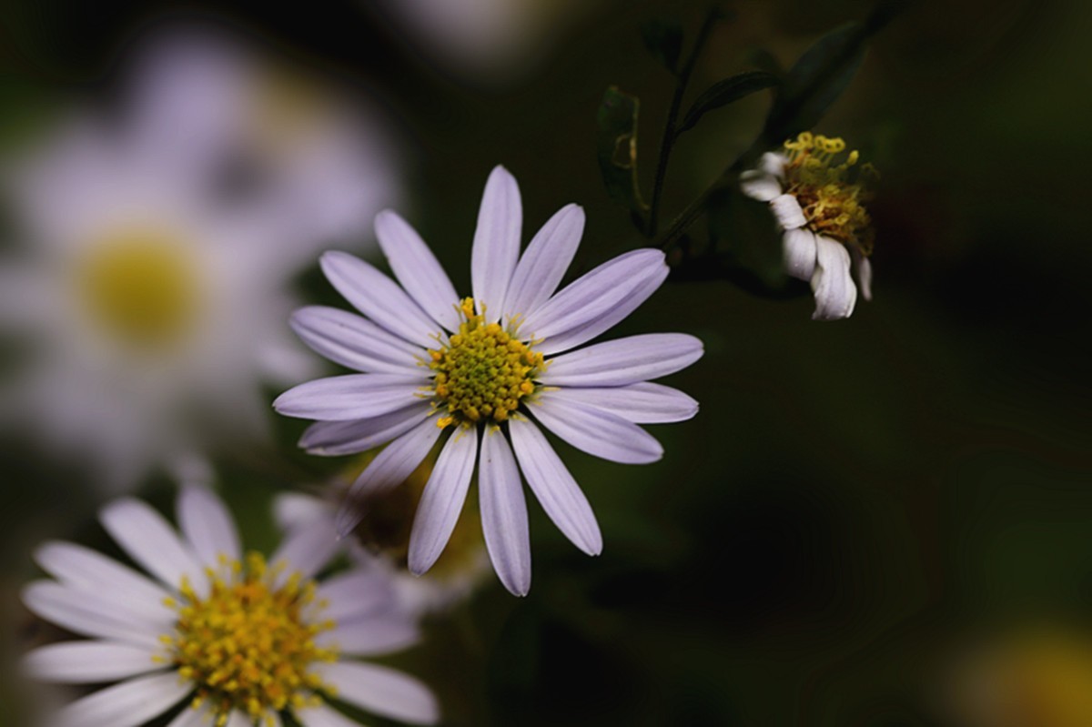 狗娃不择地，遍地开艳花