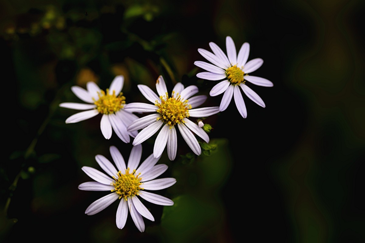 狗娃不择地，遍地开艳花