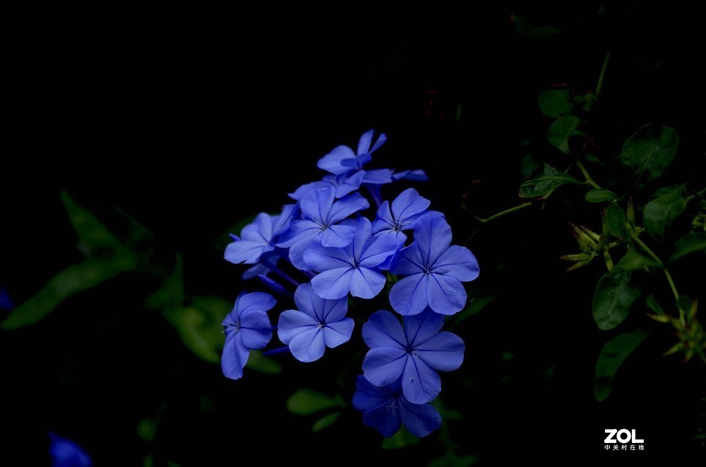 蓝花丹