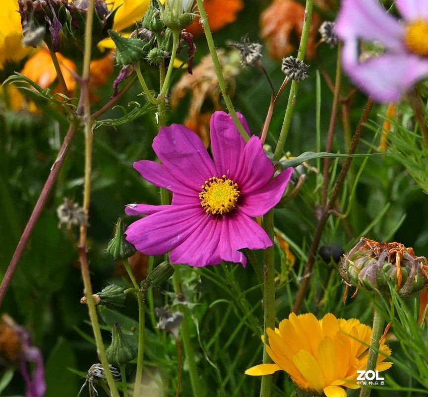 窜门帖：青甘大环游 (208)【青海湖畔格桑花】】拜望好友石松！