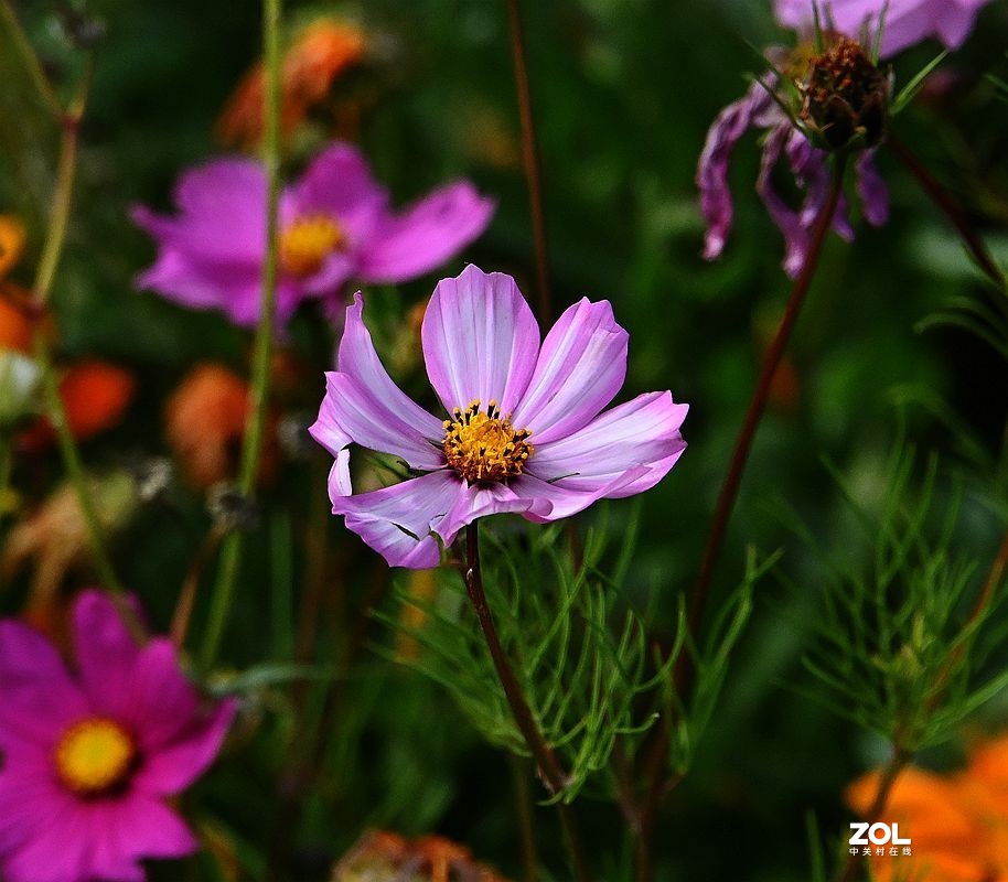 窜门帖：青甘大环游 (208)【青海湖畔格桑花】】拜望好友石松！