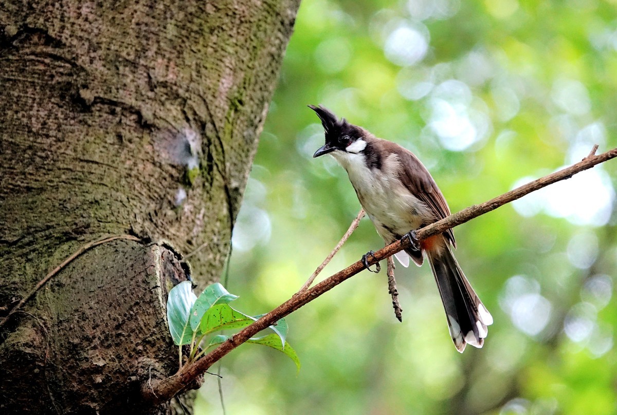 树上的白耳鹎二