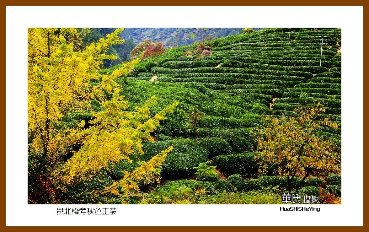 回程安徽069——拱北侨旁秋色正浓（安徽省休宁县）