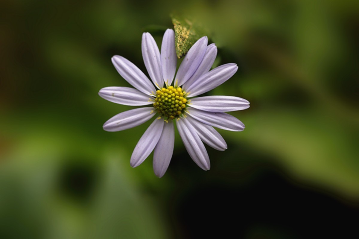 狗娃不择地，遍地开艳花