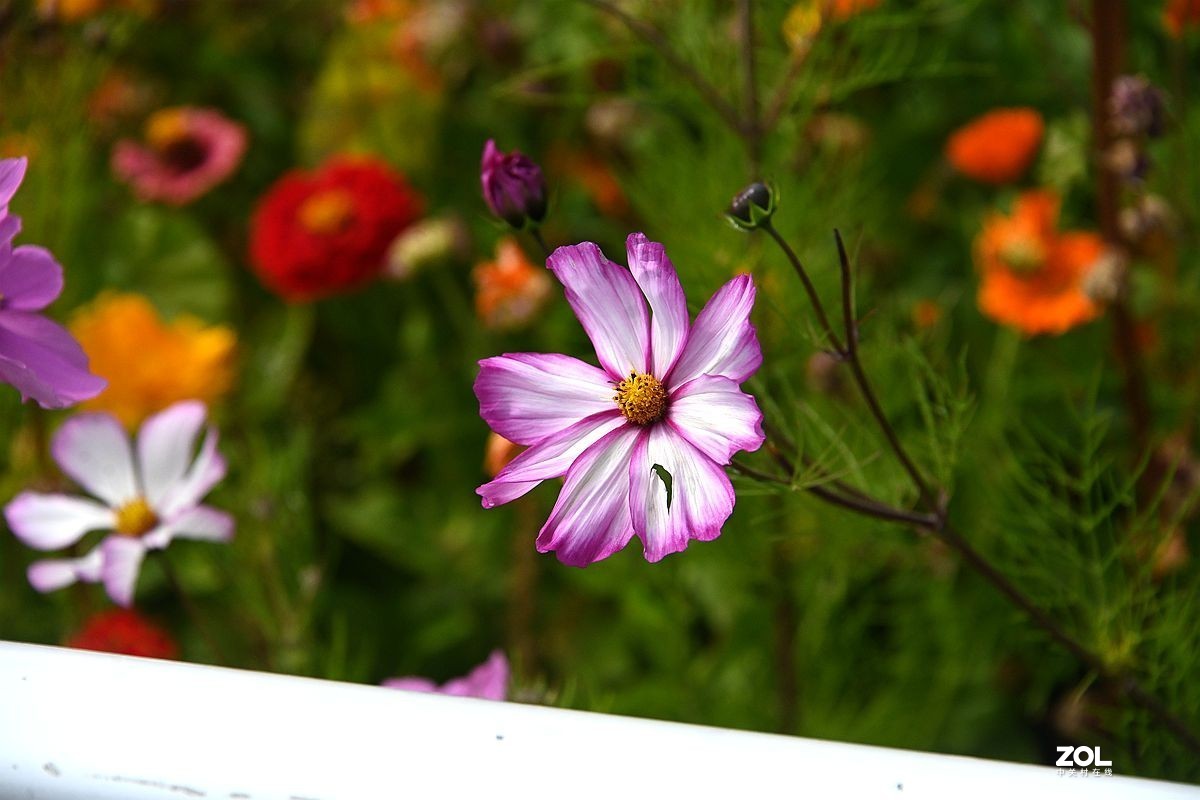 窜门帖：青甘大环游 (208)【青海湖畔格桑花】】拜望好友石松！