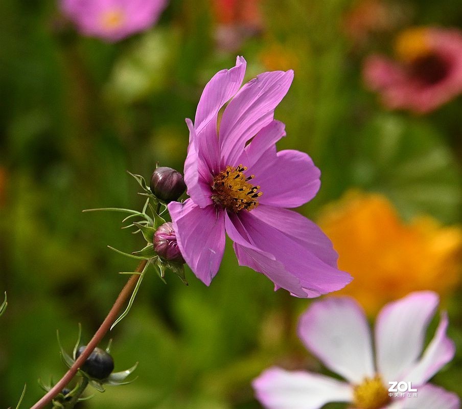 窜门帖：青甘大环游 (208)【青海湖畔格桑花】】拜望好友石松！