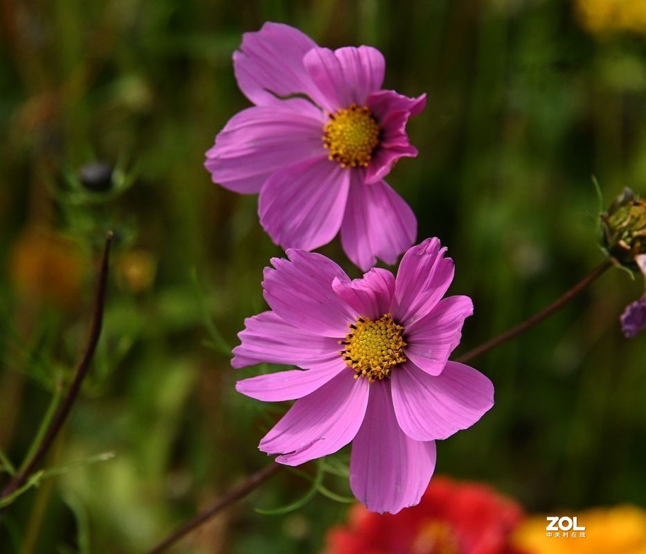 窜门帖：青甘大环游 (208)【青海湖畔格桑花】】拜望好友石松！