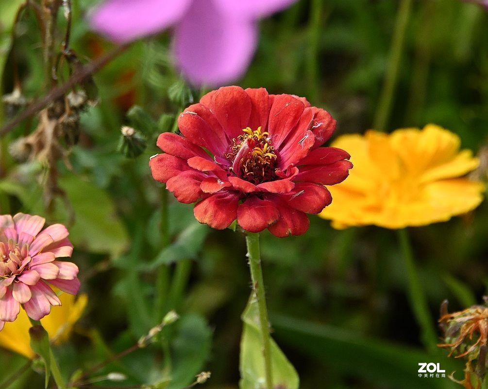 窜门帖：青甘大环游 (208)【青海湖畔格桑花】】拜望好友石松！