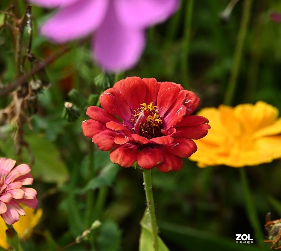 窜门帖：青甘大环游 (208)【青海湖畔格桑花】】拜望好友石松！