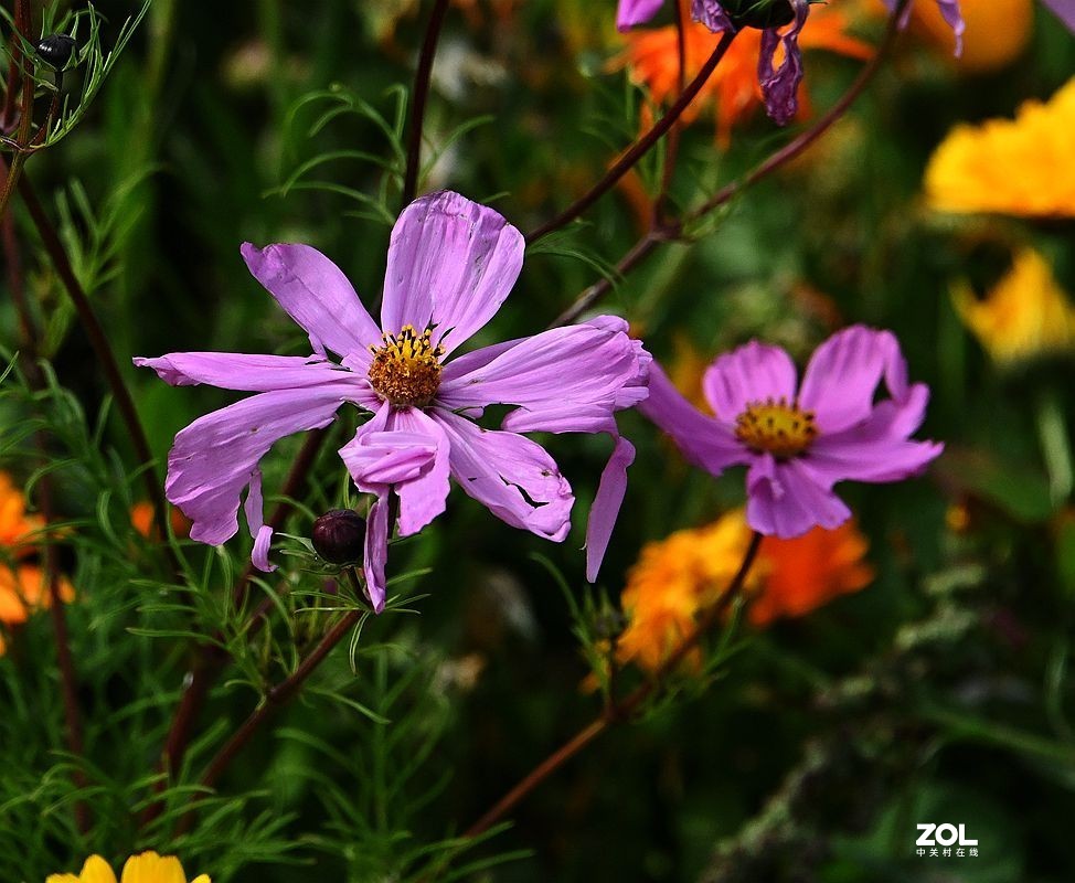 窜门帖：青甘大环游 (208)【青海湖畔格桑花】】拜望好友石松！