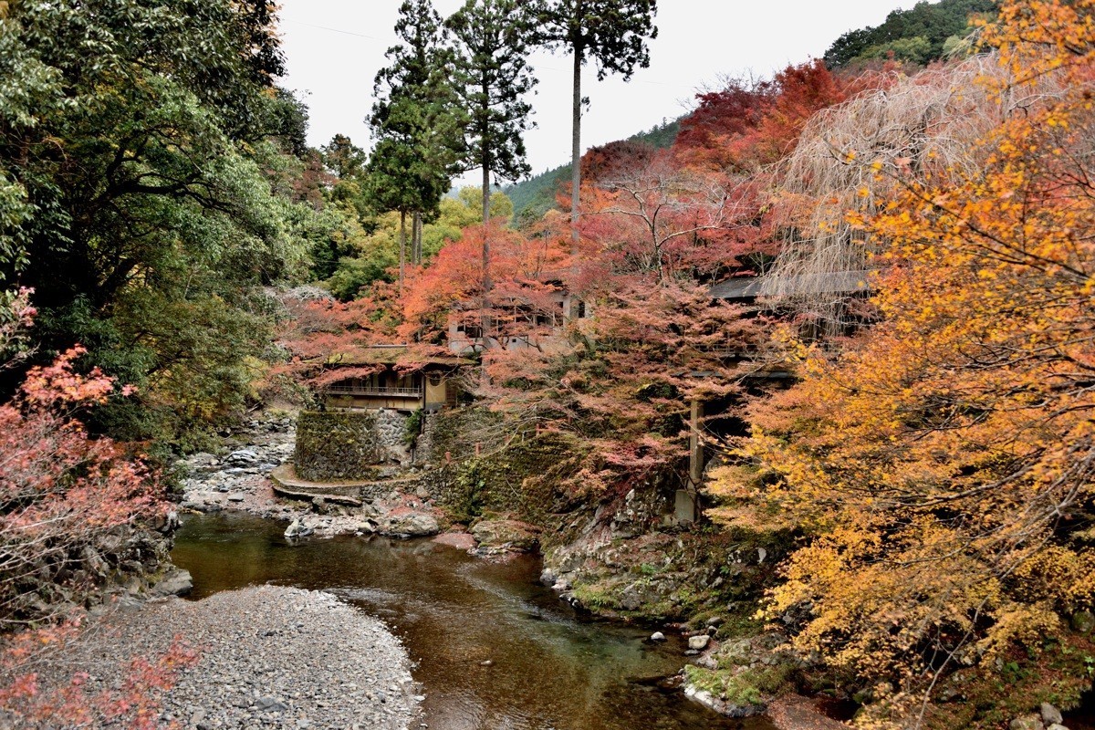 日本关西红叶狩京都篇高雄山赏红叶2