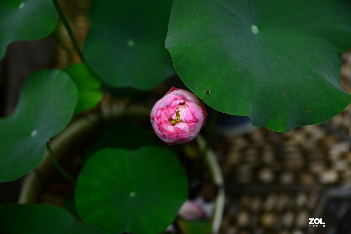 一组荷花