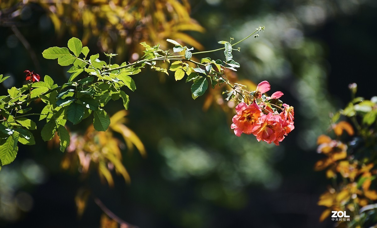 秋游 · 长沟湿地公园&葡萄酒庄园