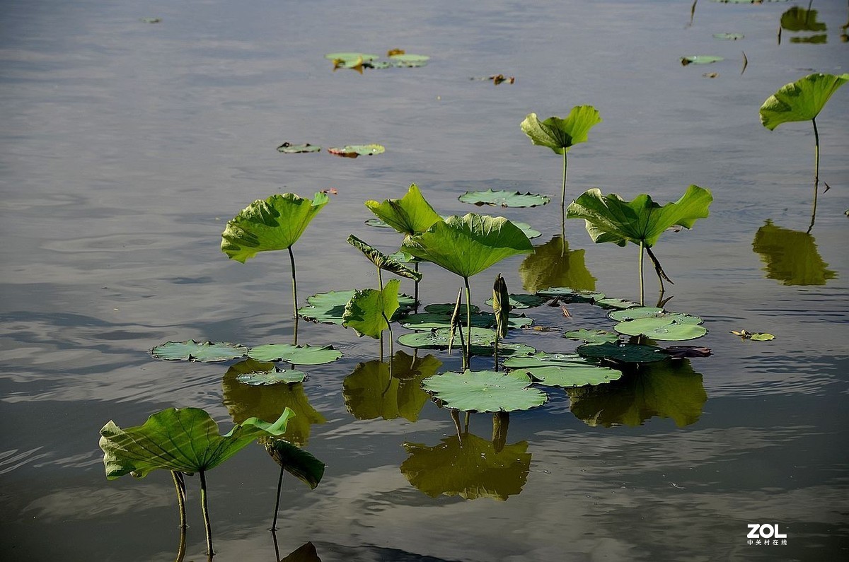 莲 花 池 公 园 风 景（2）