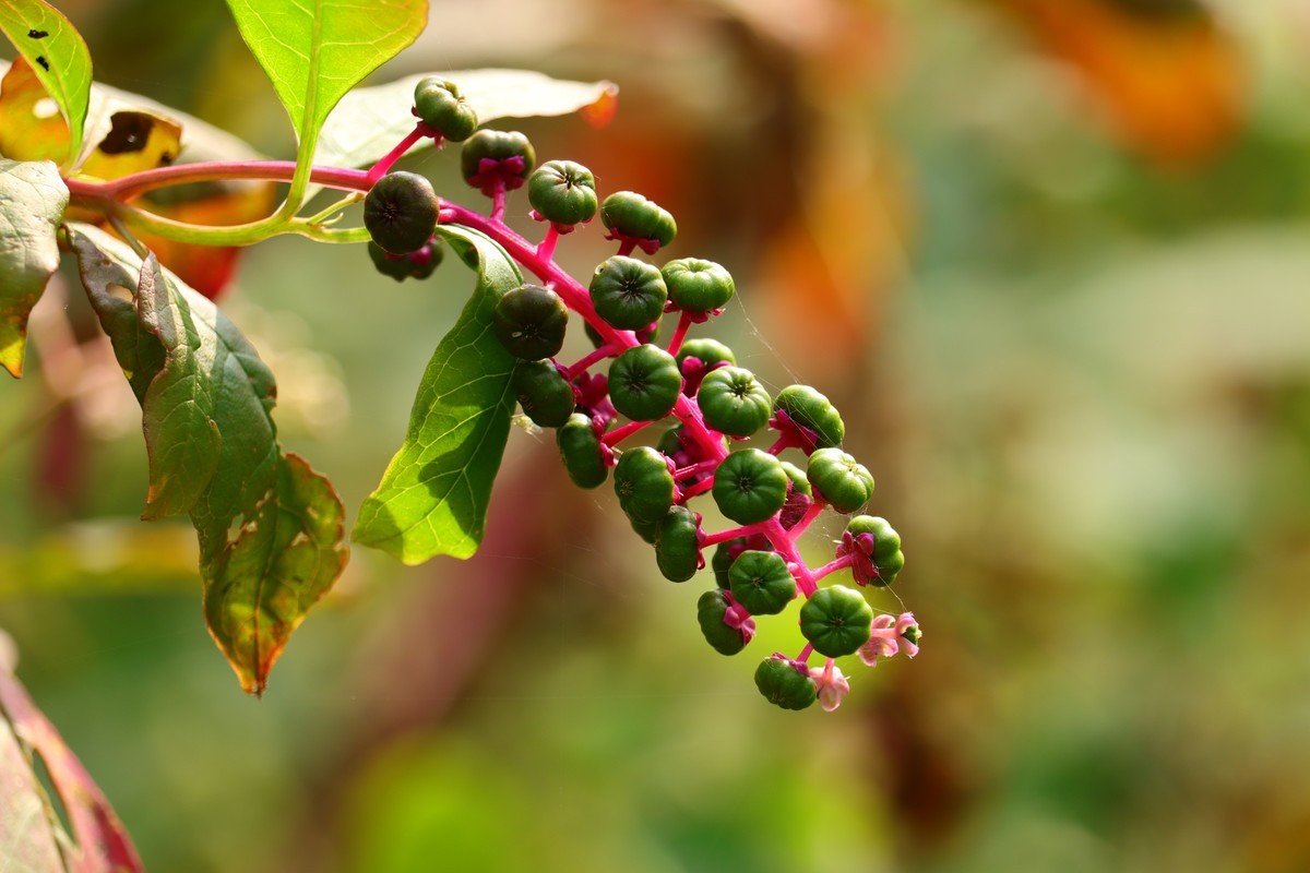 名叫垂序商陆的野生植物