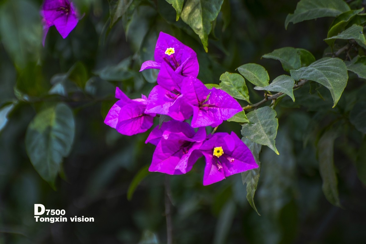 花千谷里的花——三角梅（5）