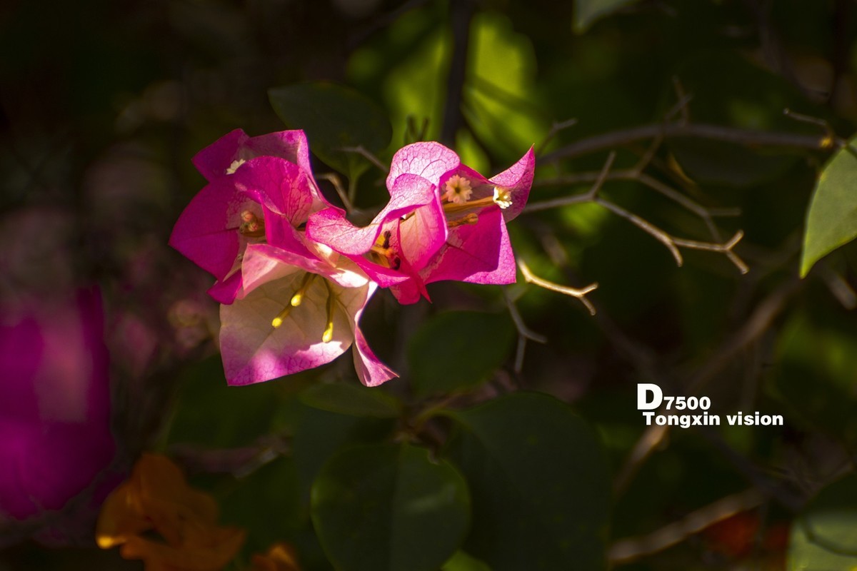 花千谷里的花——三角梅（5）