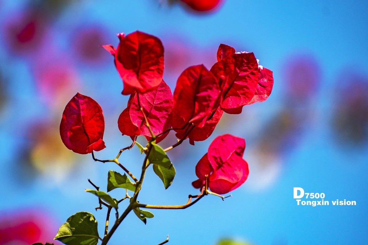 花千谷里的花——三角梅（5）