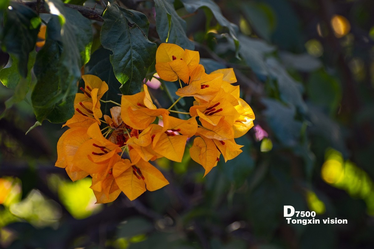 花千谷里的花——三角梅（5）