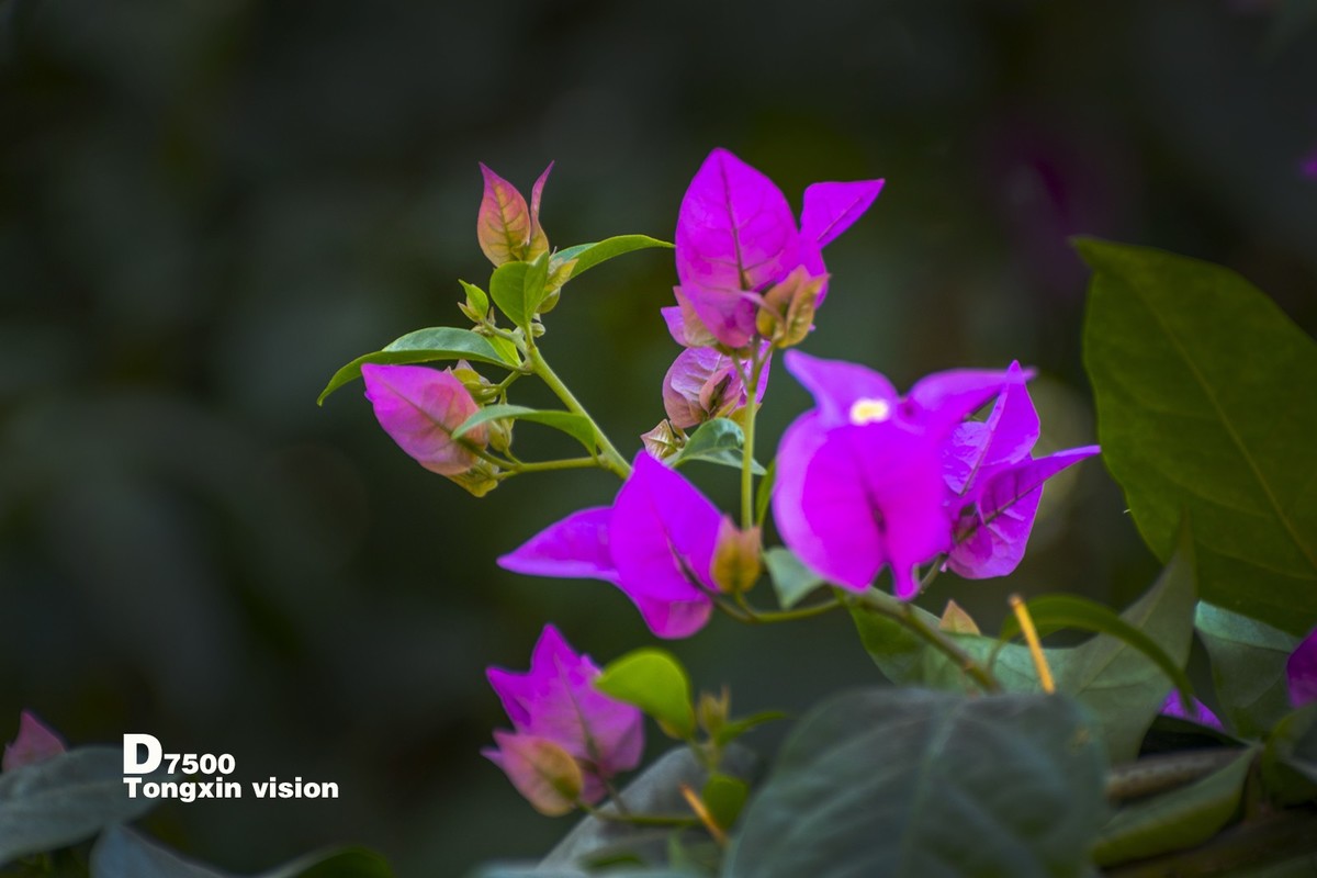 花千谷里的花——三角梅（5）