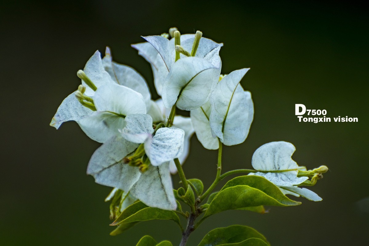 花千谷里的花——三角梅（5）